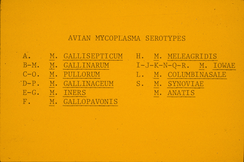 Item from a series of AAAP records containing slide study sets, which consist of slides and their accompanying texts. The slide study sets mainly cover poultry diseases and their diagnosis, but also include other topics such as biotechnology in avian medicine and careers in avian medicine.