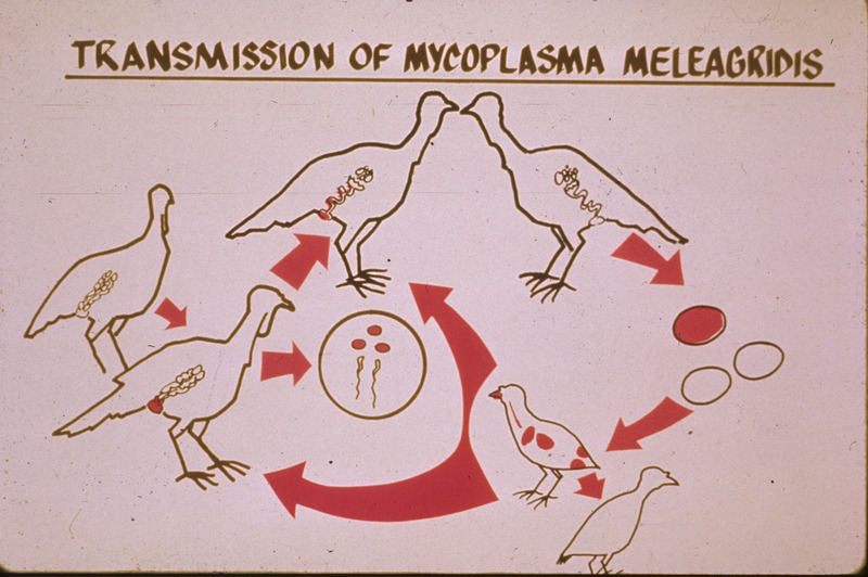 Item from a series of AAAP records containing slide study sets, which consist of slides and their accompanying texts. The slide study sets mainly cover poultry diseases and their diagnosis, but also include other topics such as biotechnology in avian medicine and careers in avian medicine.