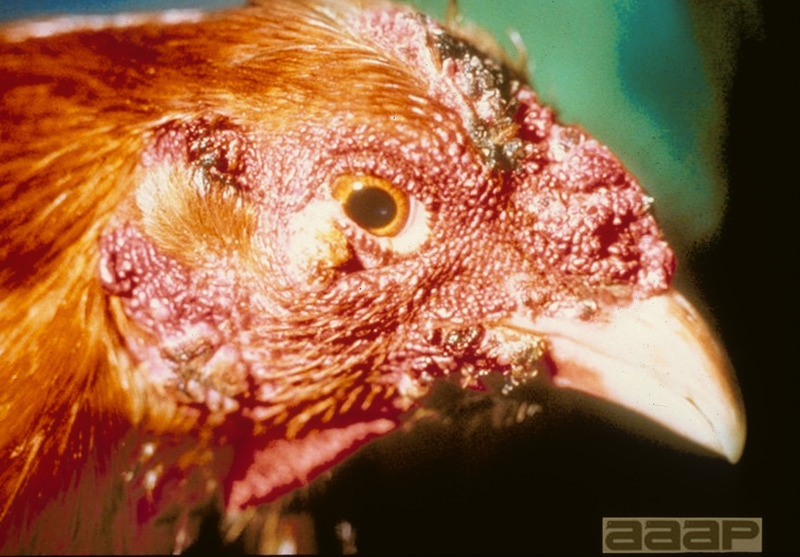 Item from a series of AAAP records containing slide study sets, which consist of slides and their accompanying texts. The slide study sets mainly cover poultry diseases and their diagnosis, but also include other topics such as biotechnology in avian medicine and careers in avian medicine.