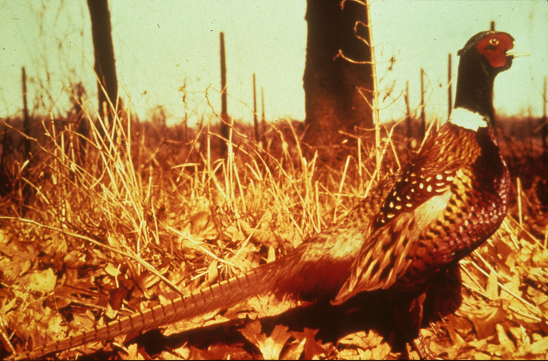 Item from a series of AAAP records containing slide study sets, which consist of slides and their accompanying texts. The slide study sets mainly cover poultry diseases and their diagnosis, but also include other topics such as biotechnology in avian medicine and careers in avian medicine.