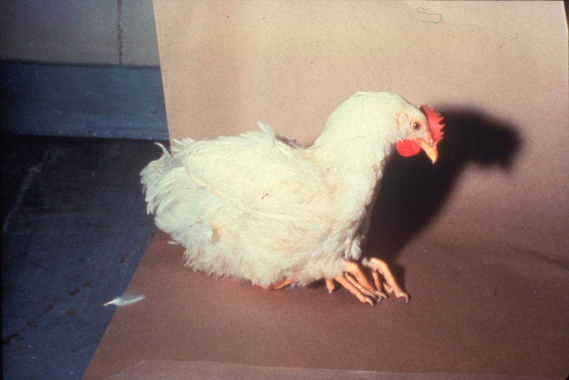 Item from a series of AAAP records containing slide study sets which consist of slides and their accompanying texts. The slide study sets mainly cover poultry diseases and their diagnosis, but also include other topics such as biotechnology in avian medicine and careers in avian medicine.