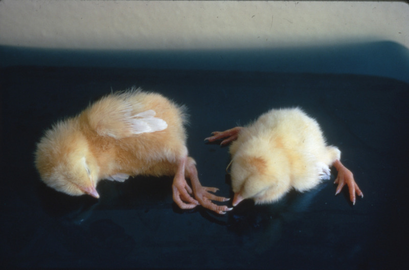 Item from a series of AAAP records containing slide study sets which consist of slides and their accompanying texts. The slide study sets mainly cover poultry diseases and their diagnosis, but also include other topics such as biotechnology in avian medicine and careers in avian medicine.