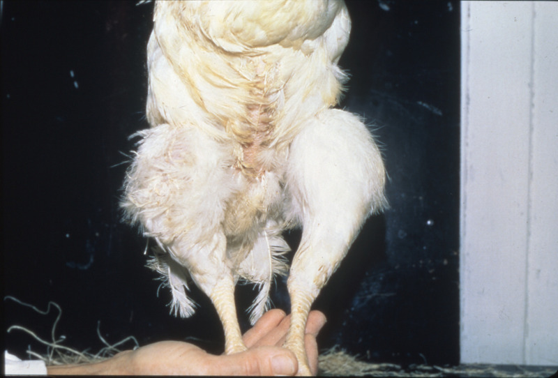 Item from a series of AAAP records containing slide study sets which consist of slides and their accompanying texts. The slide study sets mainly cover poultry diseases and their diagnosis, but also include other topics such as biotechnology in avian medicine and careers in avian medicine.