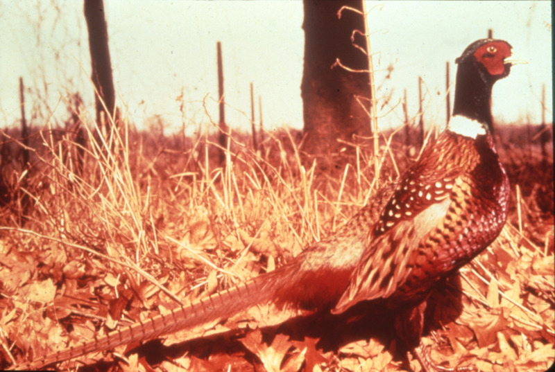 Item from a series of AAAP records containing slide study sets which consist of slides and their accompanying texts. The slide study sets mainly cover poultry diseases and their diagnosis, but also include other topics such as biotechnology in avian medicine and careers in avian medicine.