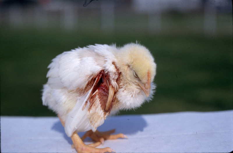 Item from a series of AAAP records containing slide study sets which consist of slides and their accompanying texts. The slide study sets mainly cover poultry diseases and their diagnosis, but also include other topics such as biotechnology in avian medicine and careers in avian medicine.