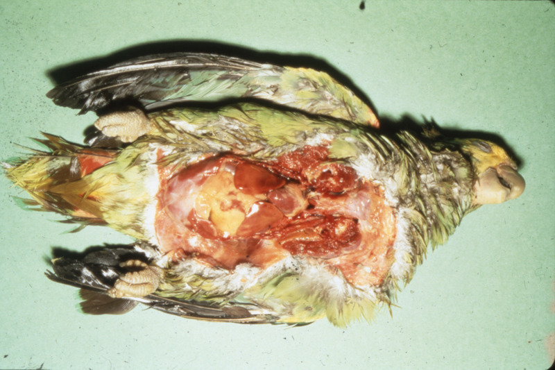 Item from a series of AAAP records containing slide study sets which consist of slides and their accompanying texts. The slide study sets mainly cover poultry diseases and their diagnosis, but also include other topics such as biotechnology in avian medicine and careers in avian medicine.