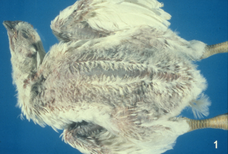 Item from a series of AAAP records containing slide study sets which consist of slides and their accompanying texts. The slide study sets mainly cover poultry diseases and their diagnosis, but also include other topics such as biotechnology in avian medicine and careers in avian medicine.