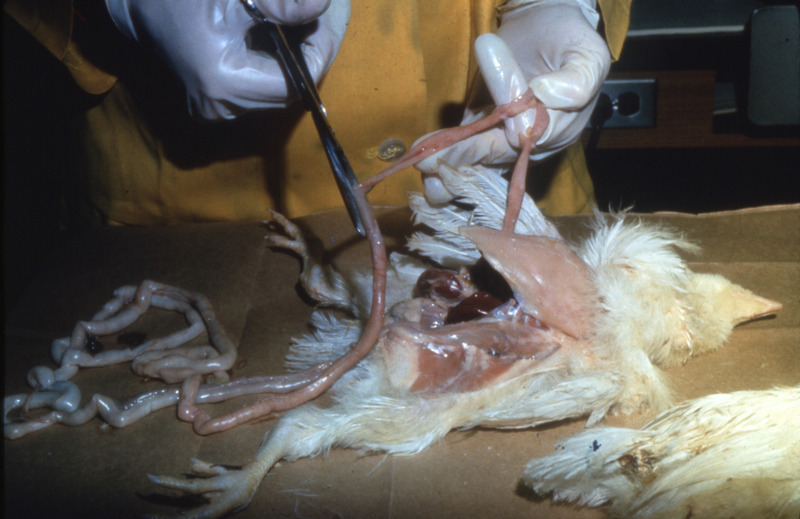Item from a series of AAAP records containing slide study sets which consist of slides and their accompanying texts. The slide study sets mainly cover poultry diseases and their diagnosis, but also include other topics such as biotechnology in avian medicine and careers in avian medicine.