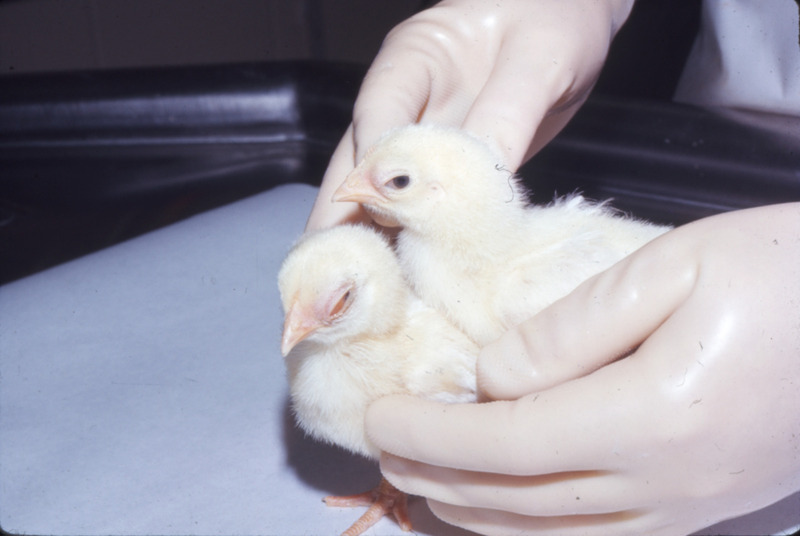 Item from a series of AAAP records containing slide study sets which consist of slides and their accompanying texts. The slide study sets mainly cover poultry diseases and their diagnosis, but also include other topics such as biotechnology in avian medicine and careers in avian medicine.
