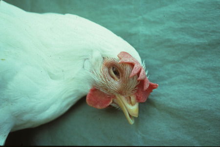 Item from a series of AAAP records containing slide study sets, which consist of slides and their accompanying texts. The slide study sets mainly cover poultry diseases and their diagnosis, but also include other topics such as biotechnology in avian medicine and careers in avian medicine.