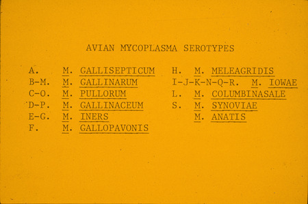 Item from a series of AAAP records containing slide study sets, which consist of slides and their accompanying texts. The slide study sets mainly cover poultry diseases and their diagnosis, but also include other topics such as biotechnology in avian medicine and careers in avian medicine.