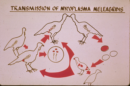 Item from a series of AAAP records containing slide study sets, which consist of slides and their accompanying texts. The slide study sets mainly cover poultry diseases and their diagnosis, but also include other topics such as biotechnology in avian medicine and careers in avian medicine.