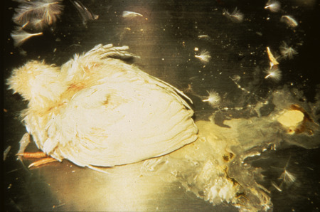 Item from a series of AAAP records containing slide study sets, which consist of slides and their accompanying texts. The slide study sets mainly cover poultry diseases and their diagnosis, but also include other topics such as biotechnology in avian medicine and careers in avian medicine.