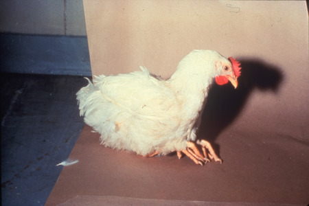 Item from a series of AAAP records containing slide study sets which consist of slides and their accompanying texts. The slide study sets mainly cover poultry diseases and their diagnosis, but also include other topics such as biotechnology in avian medicine and careers in avian medicine.