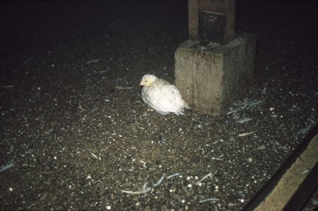Item from a series of AAAP records containing slide study sets which consist of slides and their accompanying texts. The slide study sets mainly cover poultry diseases and their diagnosis, but also include other topics such as biotechnology in avian medicine and careers in avian medicine.