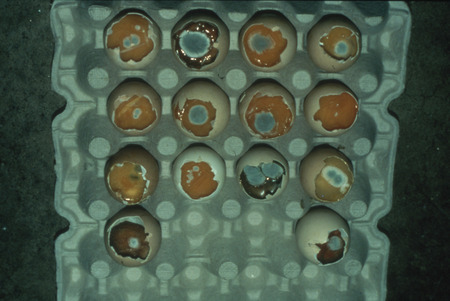 Item from a series of AAAP records containing slide study sets which consist of slides and their accompanying texts. The slide study sets mainly cover poultry diseases and their diagnosis, but also include other topics such as biotechnology in avian medicine and careers in avian medicine.