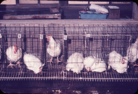 Item from a series of AAAP records containing slide study sets which consist of slides and their accompanying texts. The slide study sets mainly cover poultry diseases and their diagnosis, but also include other topics such as biotechnology in avian medicine and careers in avian medicine.