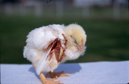 Item from a series of AAAP records containing slide study sets which consist of slides and their accompanying texts. The slide study sets mainly cover poultry diseases and their diagnosis, but also include other topics such as biotechnology in avian medicine and careers in avian medicine.
