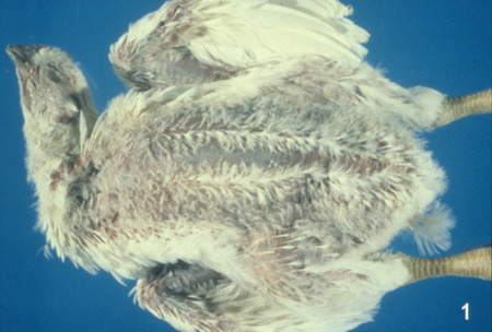 Item from a series of AAAP records containing slide study sets which consist of slides and their accompanying texts. The slide study sets mainly cover poultry diseases and their diagnosis, but also include other topics such as biotechnology in avian medicine and careers in avian medicine.