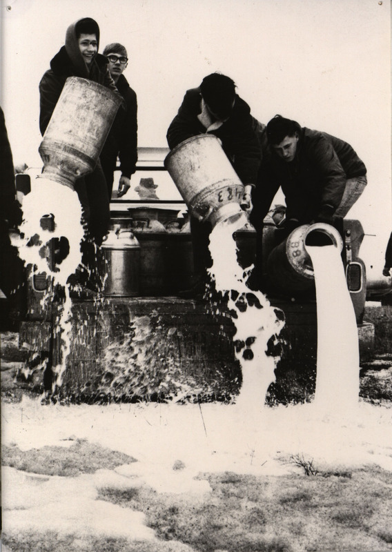 Photograph showing four people dumping full milk canisters into a field.