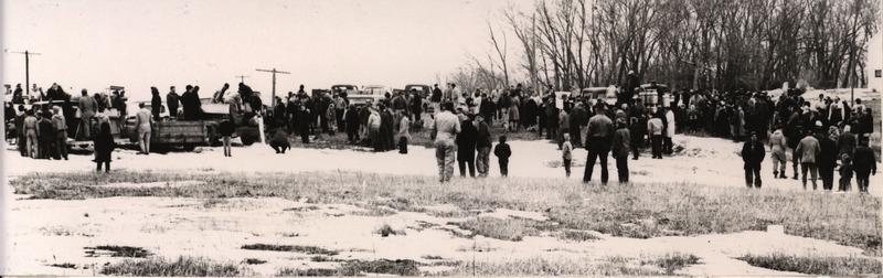 Panoramic photo of many farm families dumping milk into a field.