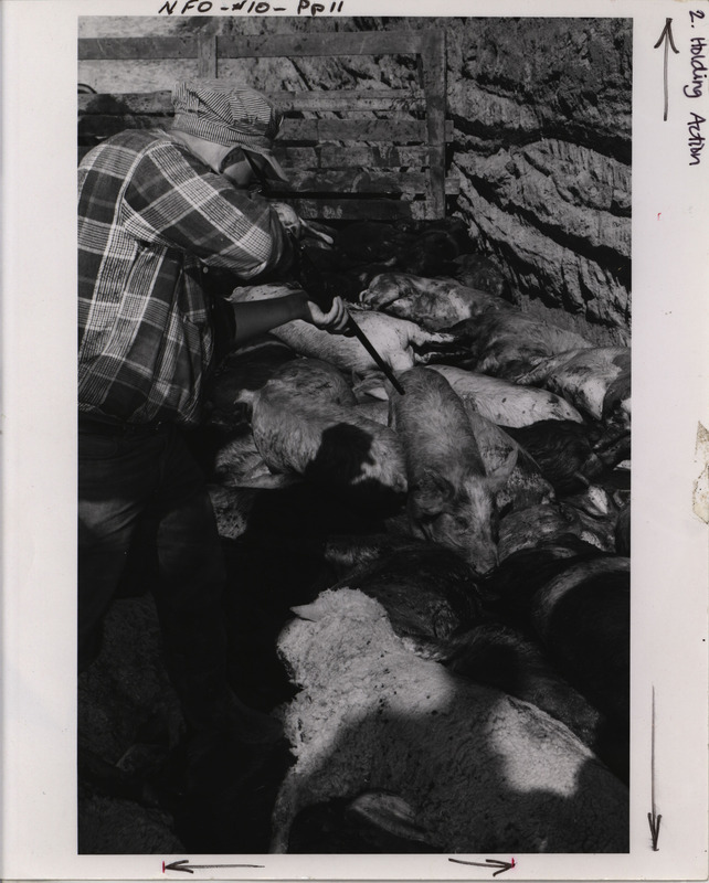 Photograph of a farmer holding a rifle to a pin in a pen full of dead pigs. NFO initiated Hog Shoots as a collective bargaining tactic to increase prices paid to farmers on meat.