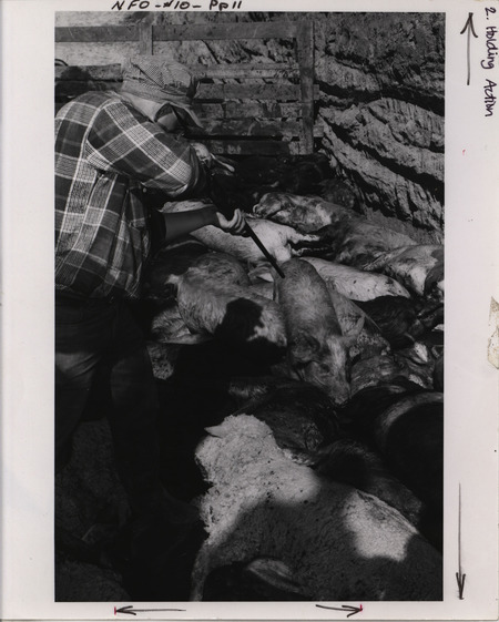 Photograph of a farmer holding a rifle to a pin in a pen full of dead pigs. NFO initiated Hog Shoots as a collective bargaining tactic to increase prices paid to farmers on meat.