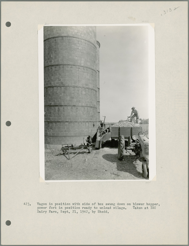 Wagon in position with side of box swung down on blower hopper, power fork in position ready to unload silage. Taken at Iowa State College [ISC] Dairy Farm, Sept. 21, 1942, by Shedd.