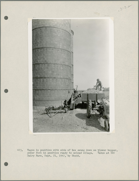 Wagon in position with side of box swung down on blower hopper, power fork in position ready to unload silage. Taken at Iowa State College [ISC] Dairy Farm, Sept. 21, 1942, by Shedd.
