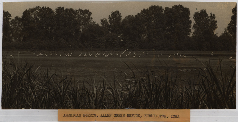 Undated photograph. A black and white photograph of American Egrets taken at the Allen Green Refuge.