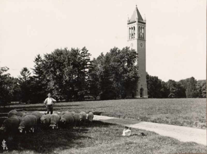 Sheep by the Campanile