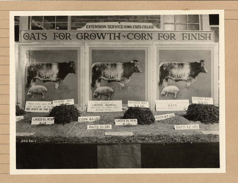 A photograph of a Feeder Cattle Exhibit by the Extension Service at Iowa State College (University) at the Iowa State Fair in 1926.