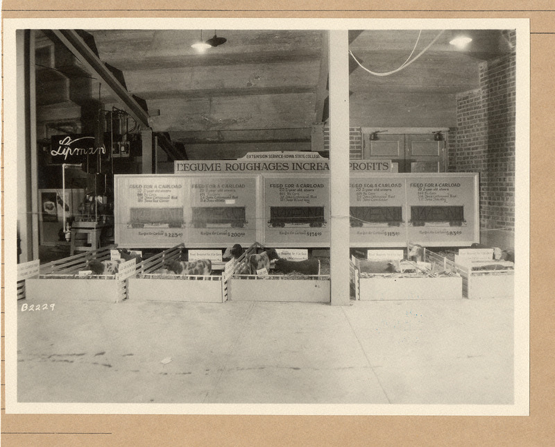Photograph of a Feeder Cattle Exhibit presented by the Extension Service from Iowa State College (University) at the Iowa State Fair in 1926.