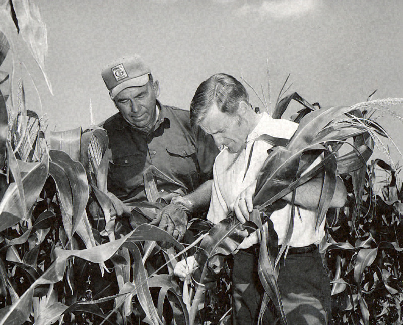 Photograph of two men in a cornfield, inspecting the stalks and ears.