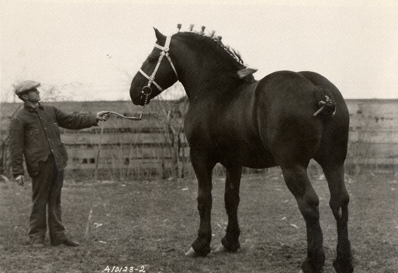 Photograph of a man standing with his Percheron horse in 1937.
