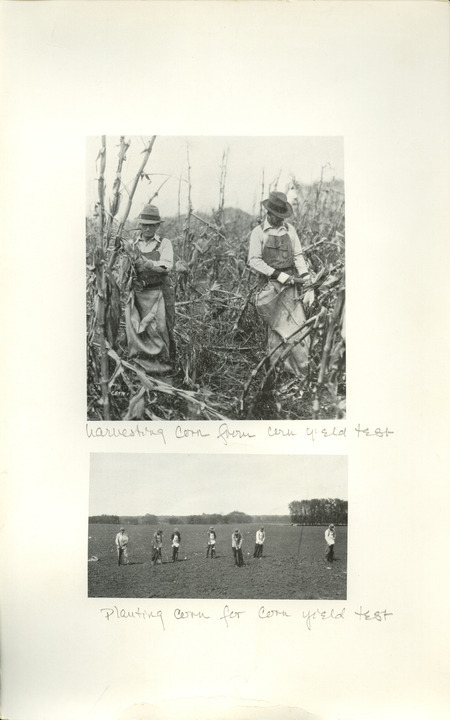 A set of two photographs depicting the harvesting and planting of corn for the corn yield tests. The first photograph shows two men harvesting corn, and the second shows seven men planting corn for the new corn yield test. Text on the page reads: Harvesting corn from corn yield test. Planting corn for corn yield test.