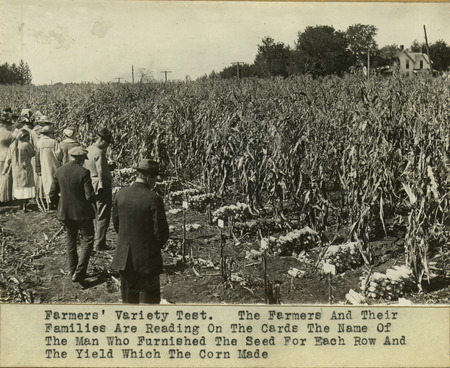 This photograph shows the farmers' variety test plot and several individuals examining the rows. The caption on the photograph reads: "Farmers' Variety Test. The Farmers And Their Families Are Reading On The Cards The Name Of The Man Who Furnished The Seed For Each Row And the Yield Which The Corn Made." ICIA. c. 1918-1920.