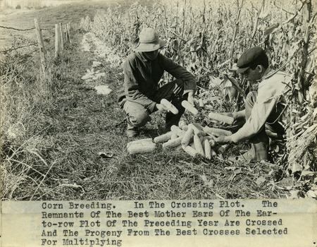 Corn Breeding. In The Crossing Plot. The Remnants Of The Best Mother Ears Of The Ear-to-row Plot Of The Preceding Year Are Crossed And The Progeny From The Best Crosses Selected For Multiplying;ICIA, c. 1918-1920.