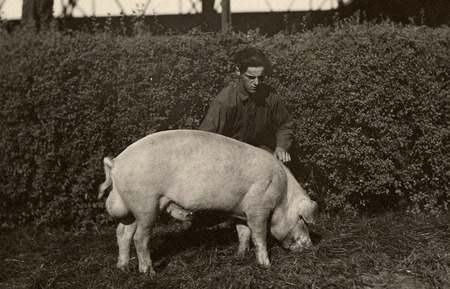Photograph of a young man showing his hog at the Iowa State Fair in 1926.