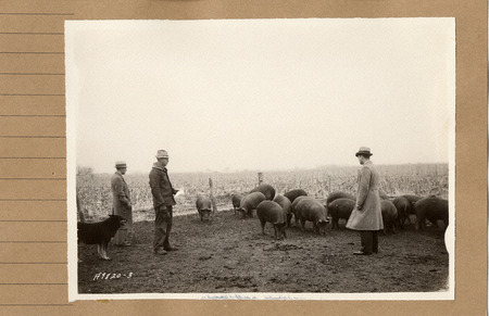 Photograph of three men standing among hogs at a Hog Program, taken in 1934.