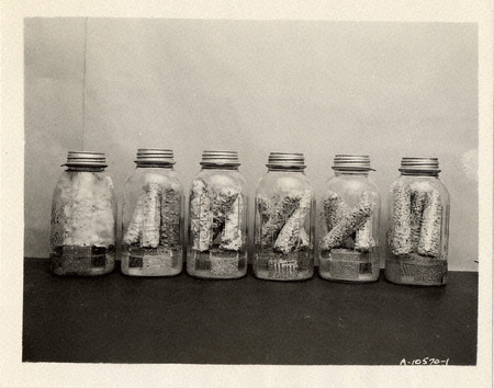 Photograph of bottles of corn cobs that were tested on, taken in 1942.