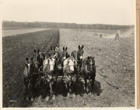 Photograph of a farmer sitting behind four horses and four mules plowing his field. Taken in 1929.