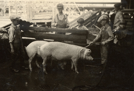 Photograph of young children standing with their state pigs at the Iowa State Fair in 1926.