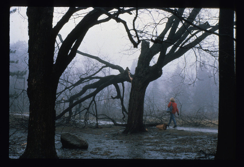 Ice storm, 1992