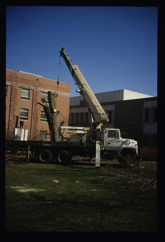 Tree care and removal