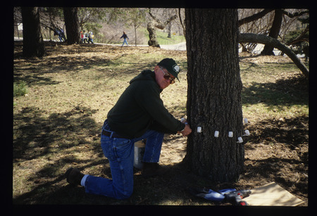 Tree care and removal