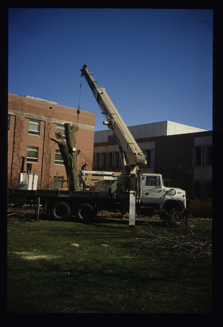 Tree care and removal