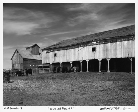 Photograph of a barn taken in West Branch, Iowa, entitled "Cows and Barn # 2."