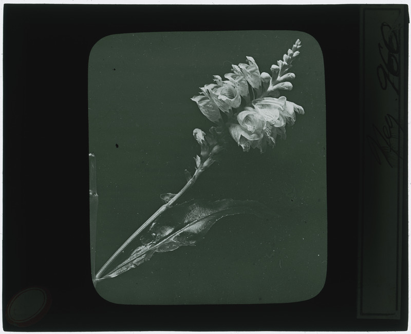 Plant specimen (black and white), including flowers and leaves, identified as negative 960.