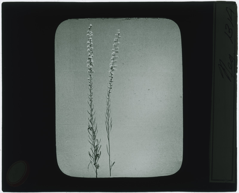 Plant specimen (black and white), including flowers and leaves, identified as negative 1314.